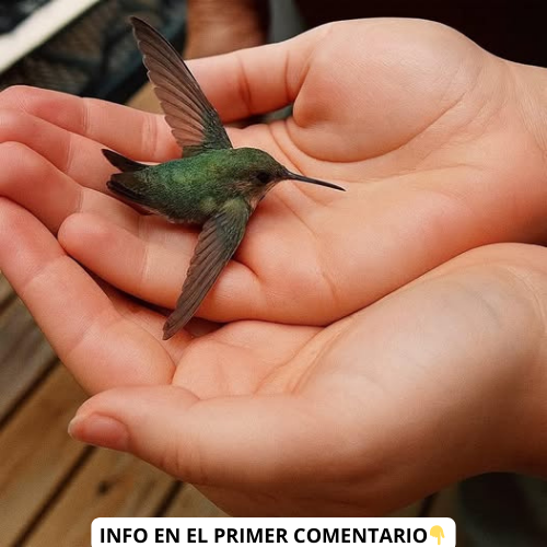 Colibrí sostenido en manos