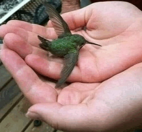 El Significado Espiritual de un Colibrí en Tu Hogar