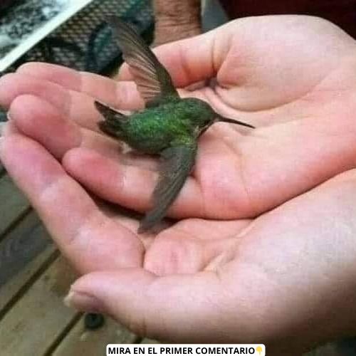Colibrí en manos