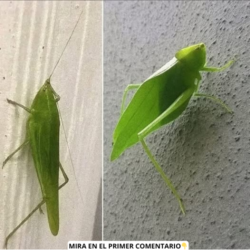 Katydid o saltamontes camuflaje