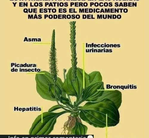 Infusión Milagrosa: Beneficios del Llantén para tu Bienestar