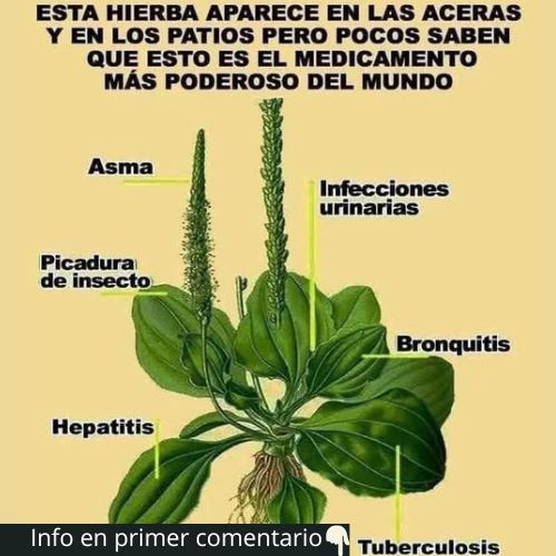 Llantén, una planta milagrosa para tu bienestar