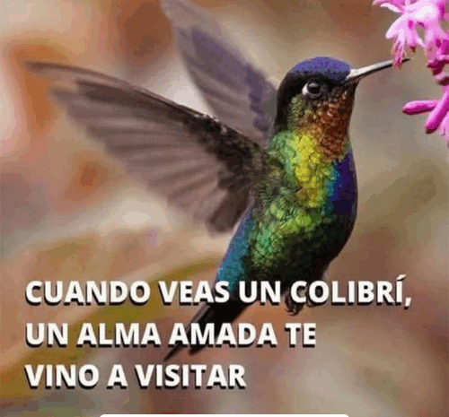 Colibríes: Mensajeros Espirituales y Remedios Naturales