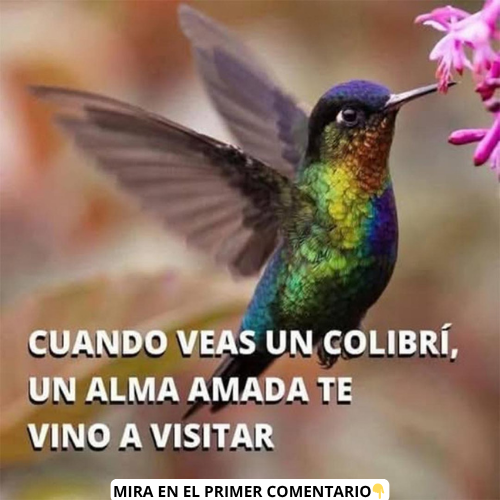 Colibrí con mensaje espiritual