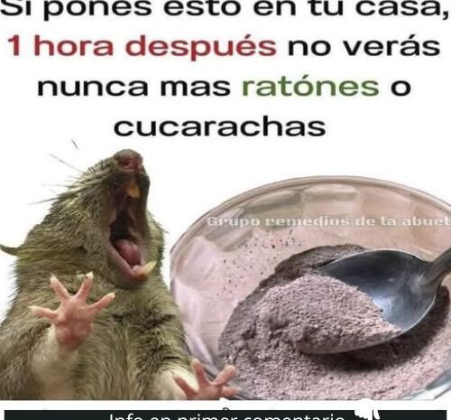 Remedios Caseros para Ahuyentar Ratones y Cucarachas de Tu Hogar