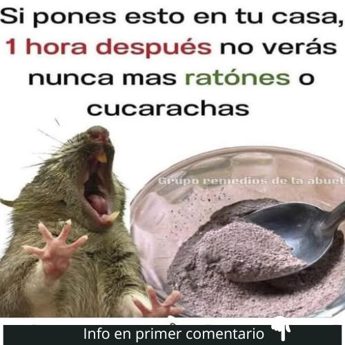 Remedio casero para ratones y cucarachas
