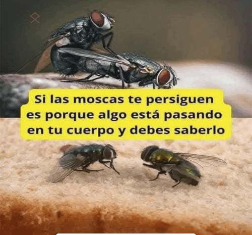 ¿Por qué las Moscas te Persiguen? Descubre lo que Tu Cuerpo Te Está Diciendo