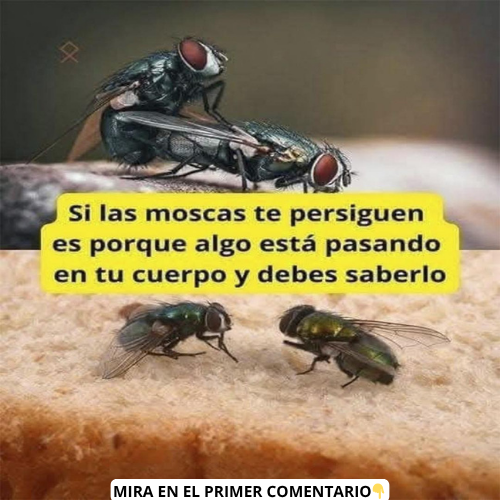 Moscas y salud