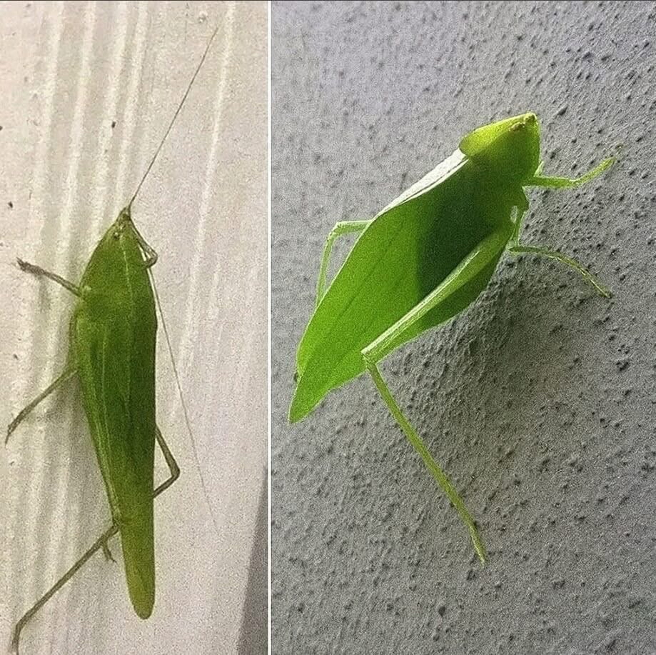 Insecto hoja camuflado