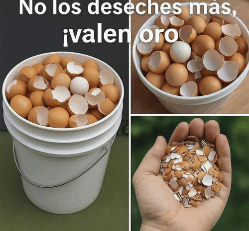 No Deseches Más las Cáscaras de Huevo: ¡Valen Oro para tu Salud y Cocina!