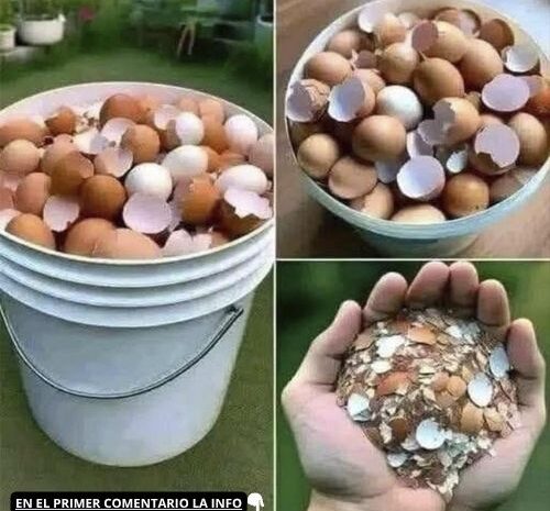 Hierve las Cáscaras de Huevo: Una Solución Natural para tu Salud
