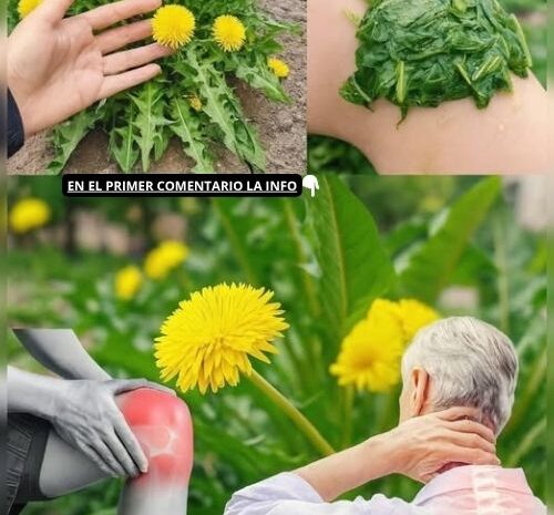 Los Poderosos Beneficios del Diente de León: Un Tesoro Natural para tu Salud