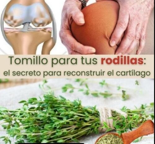 Tomillo: El Aliado Natural para Reconstruir el Cartílago de Tus Rodillas