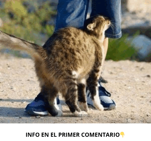 El Comportamiento Misterioso de los Gatos: ¿Por Qué se Restregan Contra Ti?