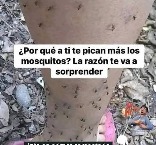 ¿Por Qué a Ti Te Pican Más los Mosquitos? Descubre la Sorprendente Razón