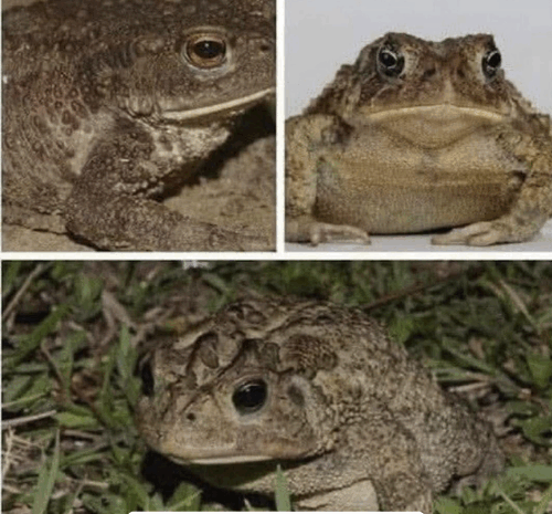 Los Sapos: Mensajeros de la Naturaleza y su Conexión con la Salud