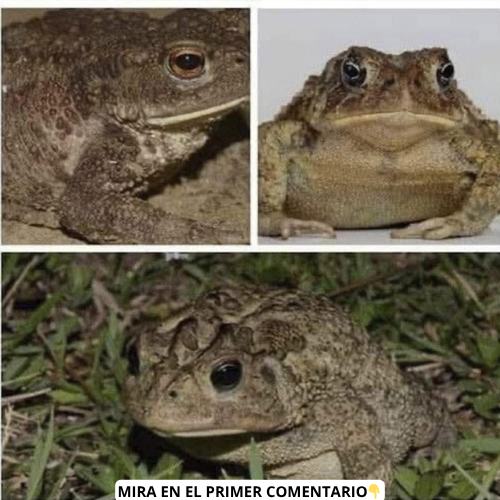 Tres ángulos de un sapo