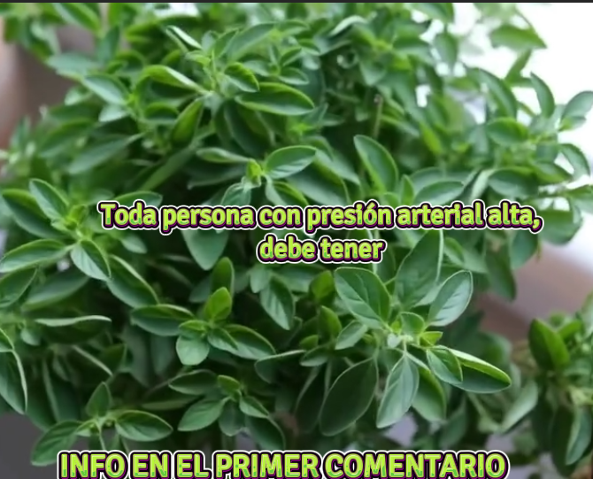 Albahaca, hierba para controlar la presión arterial