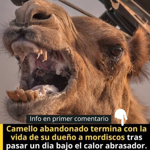 Camello en situación de abandono
