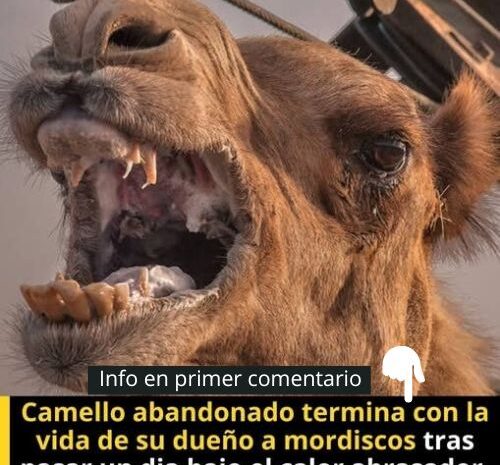 El Cuidado de los Camellos: Salud, Comportamiento y Remedios Naturales