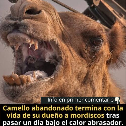 Cuidado de camellos