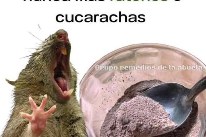 Remedio Natural para Mantener a Raya Ratones y Cucarachas