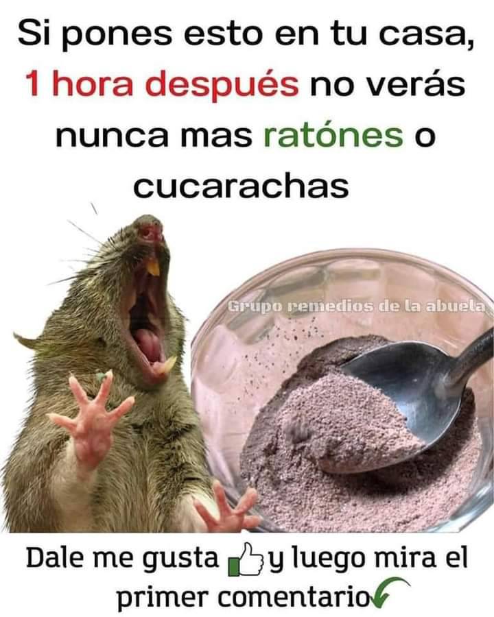 Remedio natural para eliminar ratones y cucarachas