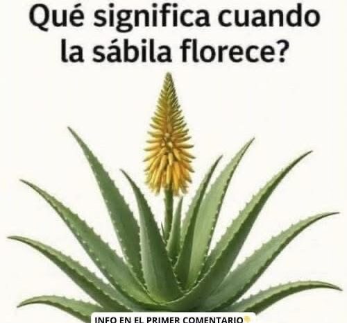 ¿Qué Significa Cuando la Sábila Florece?