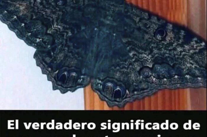 El Significado Esencial de las Mariposas Negras en Tu Hogar