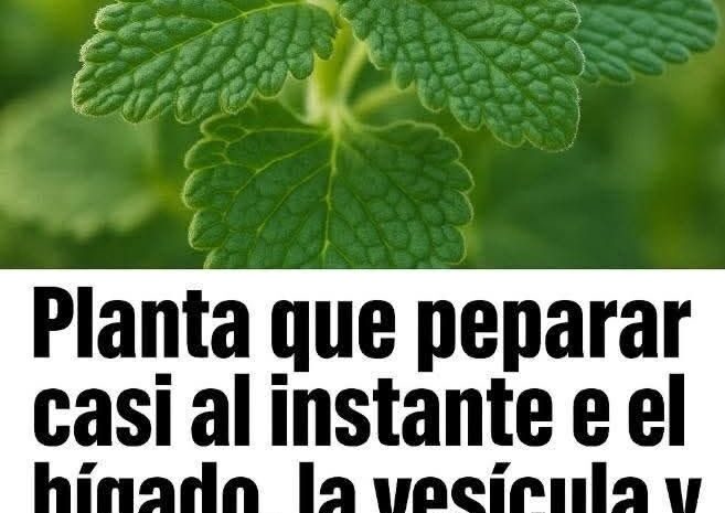Infusión Reparadora para Hígado, Vesícula e Intestinos