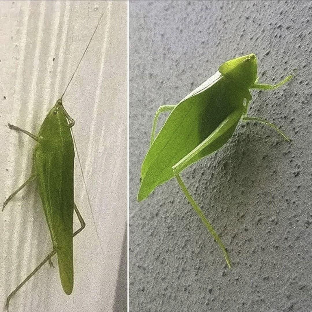 Katydid camuflado