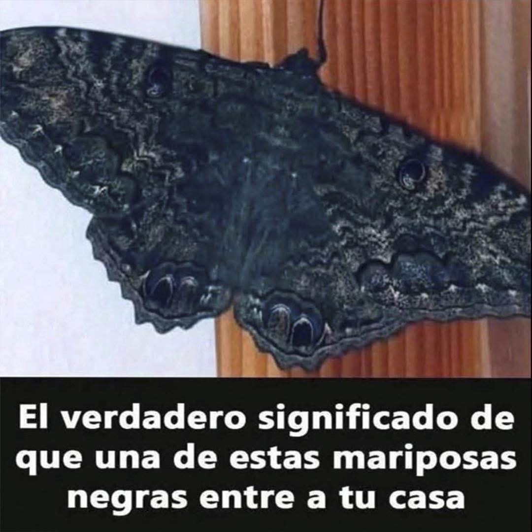 Mariposa negra posada sobre madera