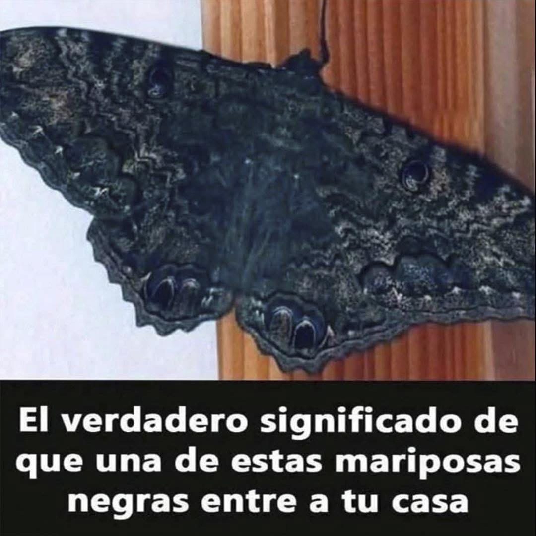 Mariposa negra posada