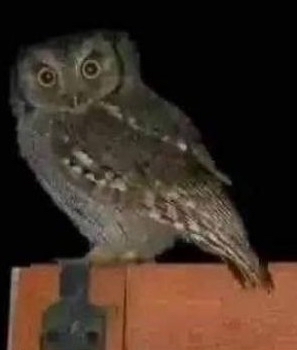 Lechuza posada en un árbol