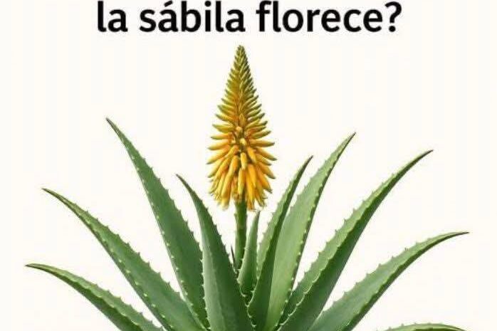 El Significado de la Floración de la Sábila: Curiosidades y Cuidados