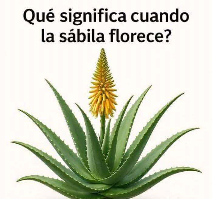Florecimiento de la Sábila