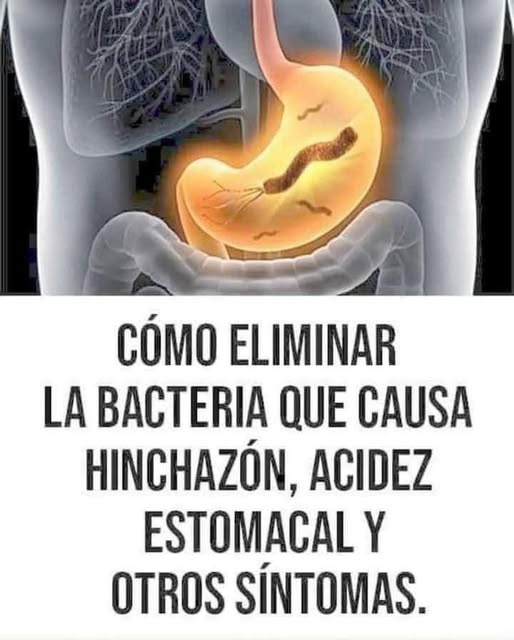 Sistema digestivo