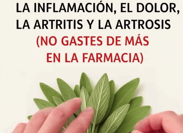 Salvia: Un Poderoso Aliado Contra la Demencia, Inflamación y Dolor