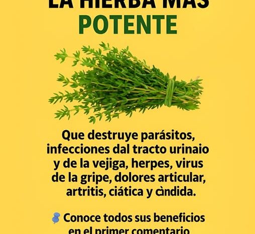 Tomillo: La Hierba Potente para Combatir Infecciones y Más