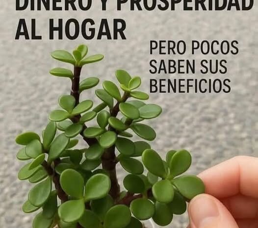 Las Plantas que Atraen Dinero y Prosperidad a Tu Hogar
