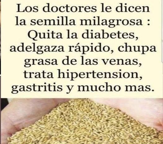 Alpiste: La Semilla Milagrosa para Tu Salud