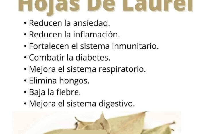 El Elixir de Hojas de Laurel: Tu Infusión Matinal para Regular Glucosa, Colesterol y Ácido Úrico