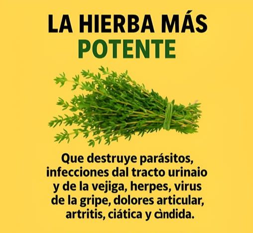 Tomillo, la hierba poderosa