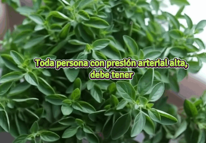 Control Natural de la Presión Arterial: La Albahaca y Otras Hierbas Efectivas