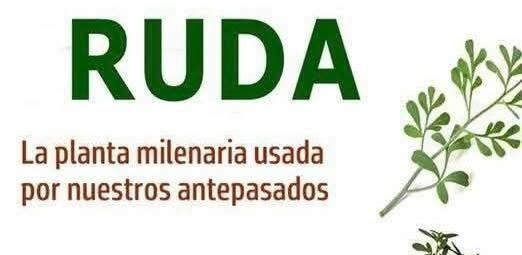 Imagen de Ruda