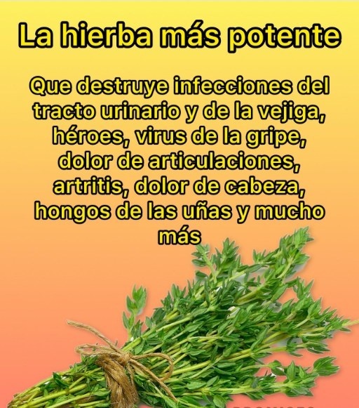 Tomillo, la hierba más potente