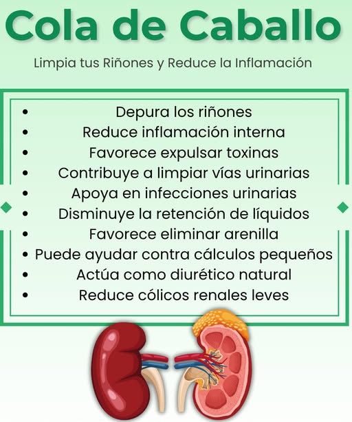 Cola de caballo, planta con beneficios para la salud renal
