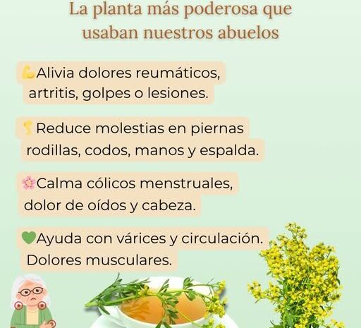 Ruda para la Salud: Beneficios y Usos Efectivos