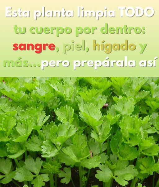 Jugo de Apio Natural