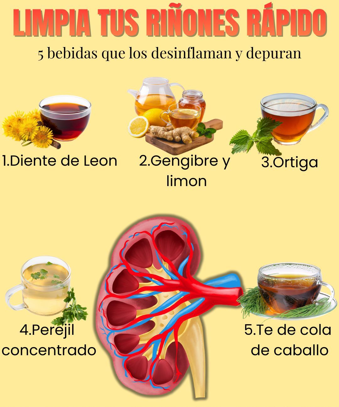 Infusiones para cuidar tus riñones